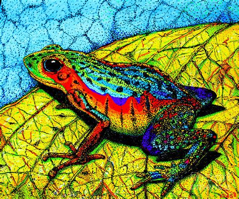 Rainbow Frog by Nick Gustafson | Frog bathroom, Frog, Frog drawing