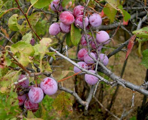 Native American Fruit Trees - 10 Best Fruit Trees You Must Grow In The Months Of September And ...