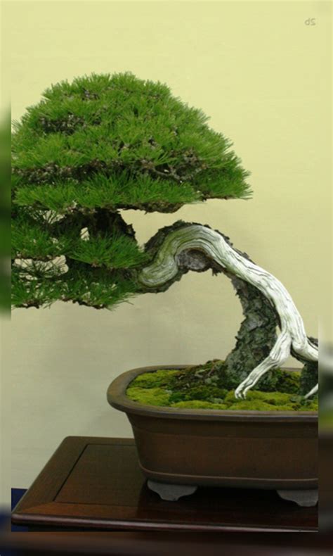 4K Bonsai Tree Wallpaper HD:Amazon.com:Appstore for Android