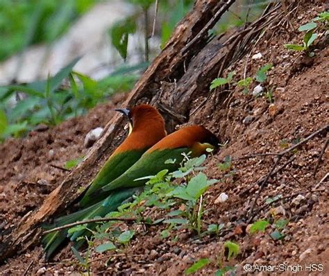 Chestnut-headed Bee-eater – nest building and cooperative breeding? – Bird Ecology Study Group