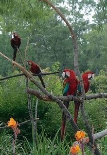 Parrots, Birmingham Zoo | Parrots at the Birmingham Zoo. | Flickr