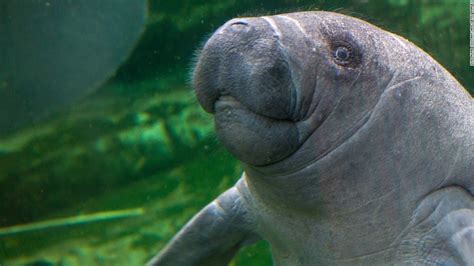 Countdown to Manatee Appreciation Day