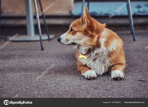 Funny Cute Breed Welsh Corgi Lying Asphalt Cafe Waiting Its Stock Photo ...