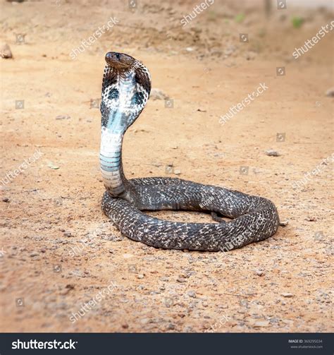 King Cobra Sliding Along The Sand .The World'S Longest Venomous Snake . Stock Photo 369295034 ...