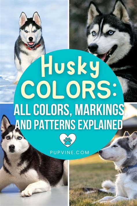 husky colors all colors, markings and patterns explain