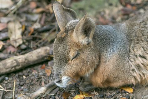 Barbados Wildlife Reserve - Barbados Pocket Guide