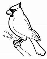 51 Bird Coloring pages For Kids Free PDF Printables sketch template