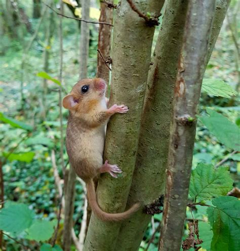 St Diall’s Wood, Monmouthshire: Habitat management for Dormouse - BSG Ecology