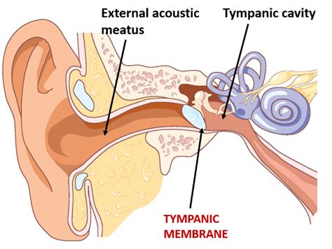 Tympanic Membrane – Anatomy QA