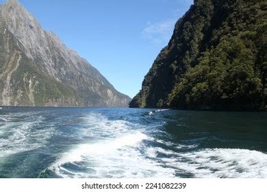 824 Milford Sound Wildlife Images, Stock Photos & Vectors | Shutterstock