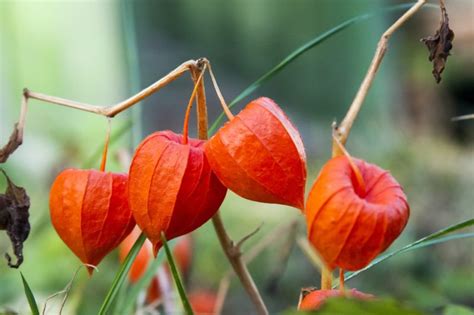 Physalis Alkekengi 'Chinese Lantern' Plant Care | Horticulture