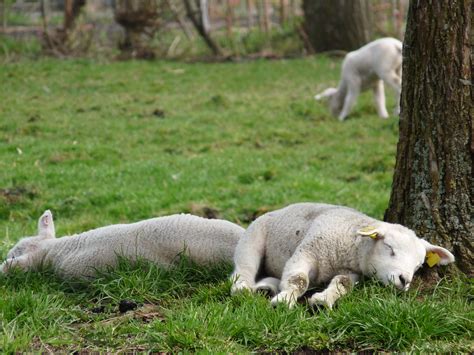 Sleeping sheep | It is time for a little nap on a sunny spri… | Flickr