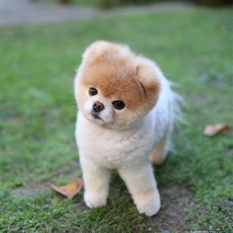 Pomerania, pomerania toy,pomeranian, pomerania perro, lulu de pomerania, | Boo the dog ...