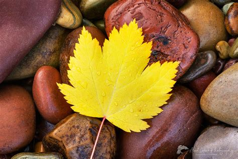 Autumn Maple Leaf - Alan Crowe Photography