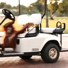 Golf GIF - Find & Share on GIPHY