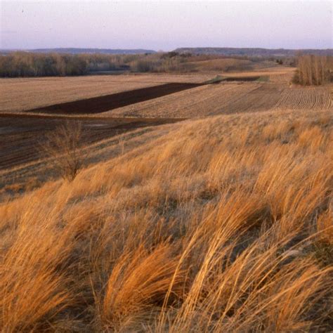 Prairie Roots Run Deep at McKnight Prairie – Cowling Arboretum – Carleton College