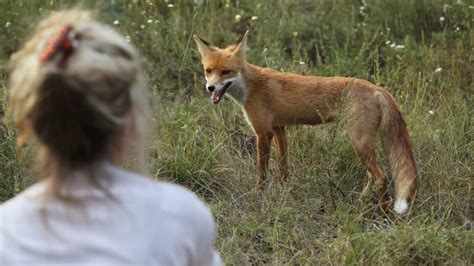 Chernobyl’s Rare Animal Species Appear to Be Thriving | Mental Floss