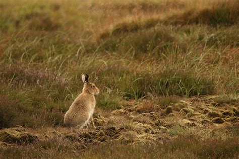 Mountain Hare | Animals, Hare, Tribal