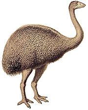 Dwarf tinamou - Wikipedia