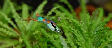 13 Best Neon Tetra Tank Mates (With Pictures) | Aqua Movement