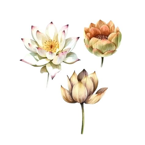 Premium Vector | Watercolor white lotus flower vector illustrationisolated on a white background