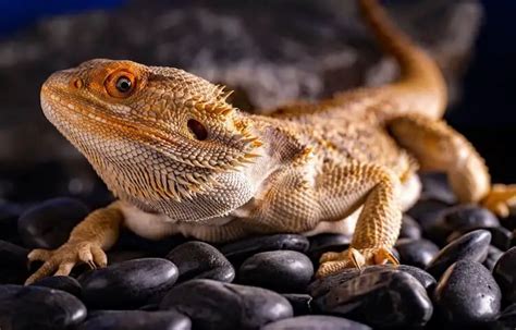 20 Types of Bearded Dragons: Species, Morphs & Color List - Everything Reptiles