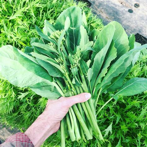 Harvesting delicious Chinese kale, Yhod Fah | Kale plant, Heirloom seeds, Kale