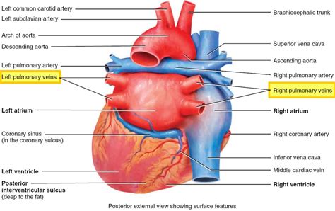 Pulmonary vein anatomy, function, location, ablation, stenosis & thrombosis