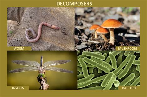 Why Bacteria and Fungi are called Decomposers? - Food Chain and Web