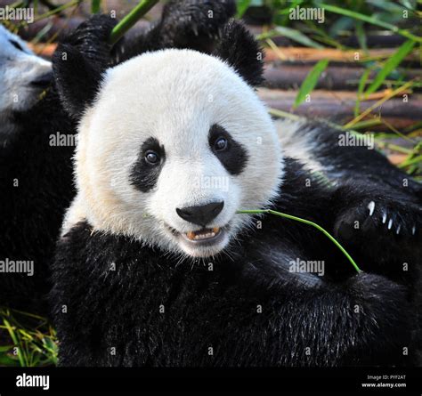 Closeup of giant panda bear Stock Photo - Alamy