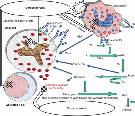 Mechanisms of action of corticosteroids on the main effector cells in... | Download Scientific ...