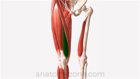 Vastus Medialis - Origin, Insertion, Action, 3D Model | AnatomyZone