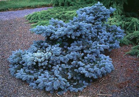 Blue Dwarf evergreen (With images) | Plants, Conifers garden, Conifer plants