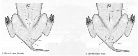 External Anatomy - Fetal Pig Dissection Diagram | Quizlet