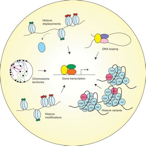 Different chromatin remodeling regulates gene transcription. Note:... | Download Scientific Diagram