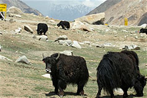 Ladakh Wildlife, Wildlife in Ladakh, Wildlife of Ladakh