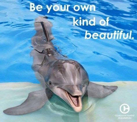 10+ Best Dolphin Memes images | dolphin memes, memes, funny dolphin