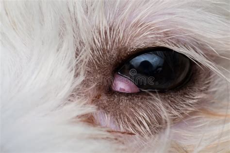 Eye of a Dog after Cherry Eye Surgery Stock Photo - Image of background ...