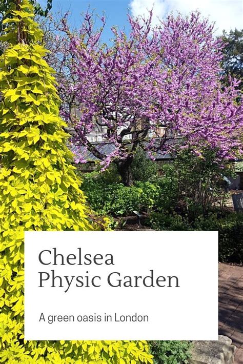 Exploring the Chelsea Physic Garden - Catherine's Cultural Wednesdays