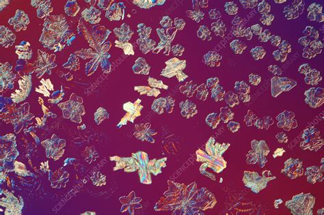 Orthoboric acid, polarised light micrograph - Stock Image - C049/1838 ...