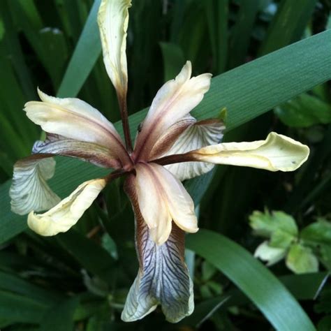 Iris foetidissima - flower with very subtle colours and bright orange ...