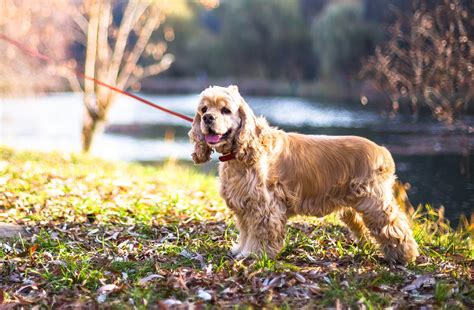 Cocker Spaniel. Maintenance And Care - The Dogman