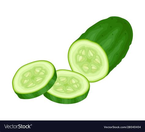 Fresh Sliced Cucumber Vector Element. Green Juiced Vegetable. Many-seeded Crop. Download a Free ...