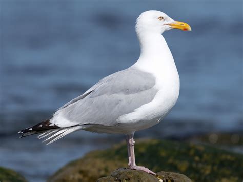 Herring Gull - eBird