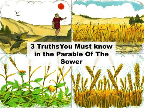 3 Truths You Must Know In The Parable Of The Sower - PnC Bible Reading