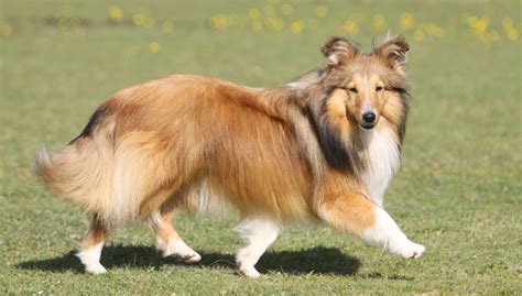 Pembroke Sheltie - Profile | Intelligence | Grooming | Care - Dog Dwell