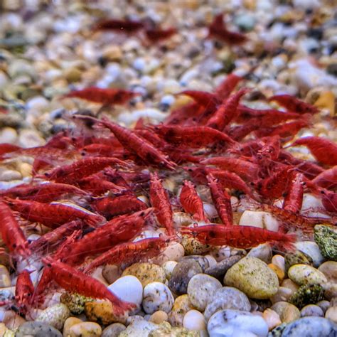 "Fire Red" Cherry Shrimp - SWEET KNOWLE AQUATICS ONLINE SHOP