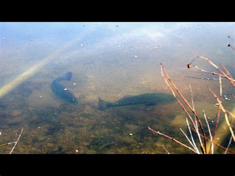 Spawning Bass TIPS - YouTube