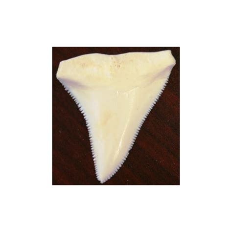 Great White Shark Tooth Replica - Shark Teeth