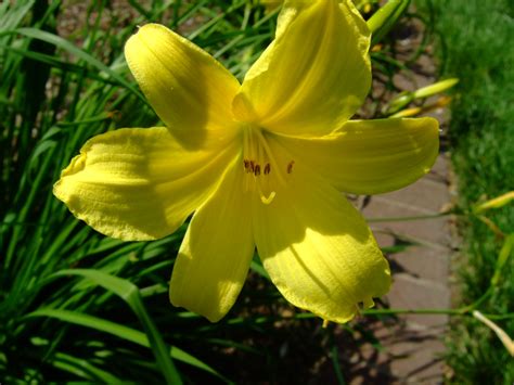 Hemerocallis minor (Daylily, Dwarf Yellow Daylily, Grass-Leaved Daylily ...